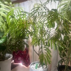 エバーフレッシュ植物のみ