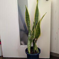 観葉植物サンスベリア