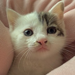 人気急上昇のキジ白猫ちゃん