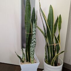 観葉植物サンスベリア　2鉢セット
