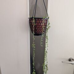 観葉植物　グリーンネックレス