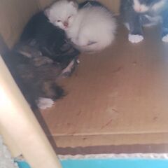 ４月末に生まれた子ねこです