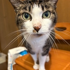 保護猫5匹
