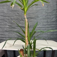 観葉植物　鉢植え　ユッカ

