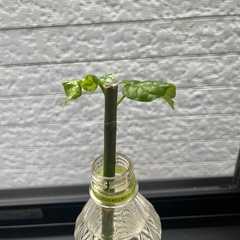 ウンベラータ②