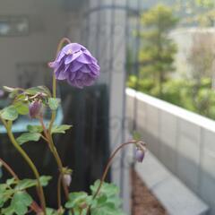 (再販予約)オダマキ サムシングブルー "八重咲き"  花☆苗‎⚘⡱宿根草 ガーデニングの画像