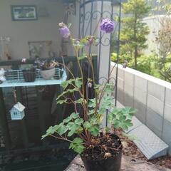 (再販予約)オダマキ サムシングブルー "八重咲き"  花☆苗‎⚘⡱宿根草 ガーデニングの画像
