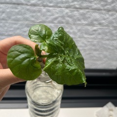 ウンベラータ③の画像