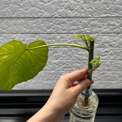 ウンベラータ④の画像