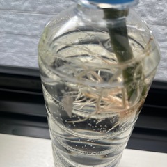ウンベラータ④の画像