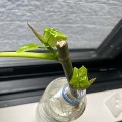 ウンベラータ④の画像