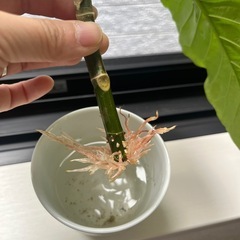 ウンベラータ⑤の画像