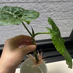ウンベラータ⑤