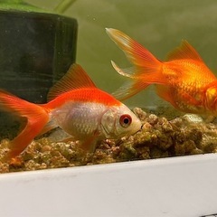 更紗和金1匹　金魚　