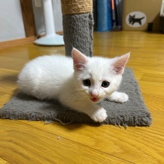 白猫♂ 生後2ヶ月程度　激かわ🧡