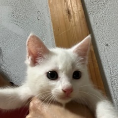 (5/28写真更新)白猫♂ 生後2ヶ月程度　激かわ🧡