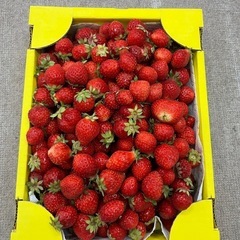 あまおう小玉SSサイズ1.5kg（5／21収穫）