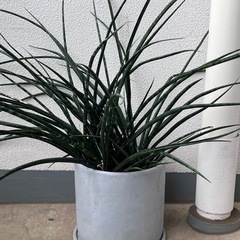 観葉植物 グリーン プランツ 陶器鉢付き ガーデニング