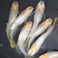 めだか 「華蕾 はなつぼみ」⑪ の有精卵40個＋α