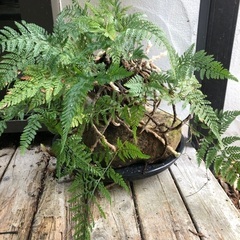 石根付きトキワシノブ