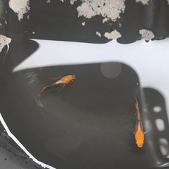 【メダカ】竜章鳳姿1ペア