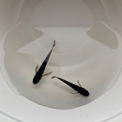 【メダカ】五式鰭長1ペア