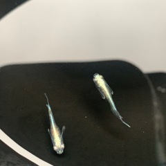 【メダカ】ボメキン1ペア