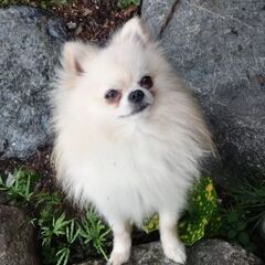 男の子　ポメラニアン引退犬