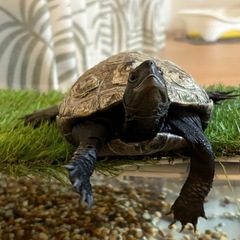 イシガメ