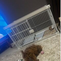 【犬お迎えセット】
