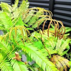 観葉植物 エバーフレッシュの画像