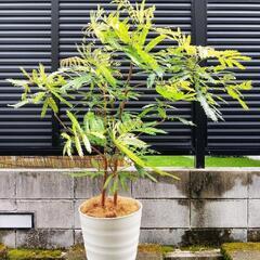 観葉植物 エバーフレッシュ