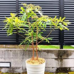 観葉植物 エバーフレッシュの画像