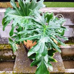 観葉植物　セローム