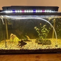 60cm水槽セット 魚あり