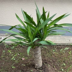 観葉植物 ユッカ 幹太め　高さ約50cm 幹約7cm 青年の樹　