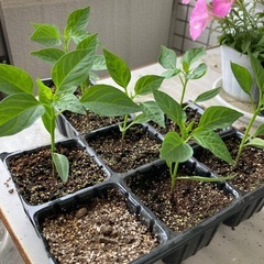 甘長とうがらし トウガラシ 苗 野菜苗 家庭菜園
