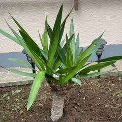 観葉植物 ユッカ 幹太め　高さ約60cm 幹約7cm 青年の樹　