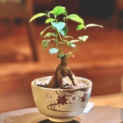 観葉植物　ガジュマル　高さ26cm　おしゃれな鉢付き
