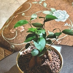 観葉植物　ガジュマル　高さ26cm　おしゃれな鉢付きの画像