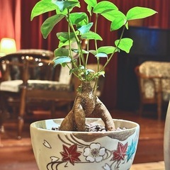 観葉植物　ガジュマル　高さ26cm　おしゃれな鉢付きの画像