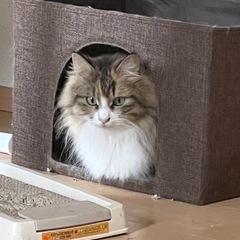 ノルウェージャンフォレストキャット