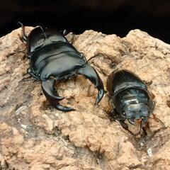 夏本番‼️カブトクワガタくじ