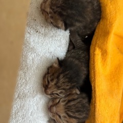 子猫欲しいかたいませんか