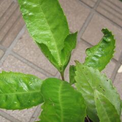 センリョウの苗の画像