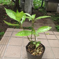 ビワの苗の画像