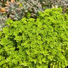 この辺のセダム全部カット苗