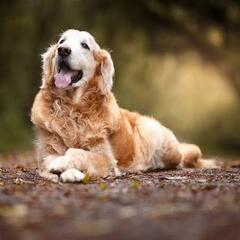 中〜大型犬の犬友募集！