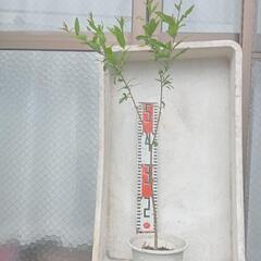 スーパーフード　 ザクロ 80cm ほど