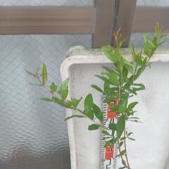 スーパーフード　 ザクロ 80cm ほどの画像
